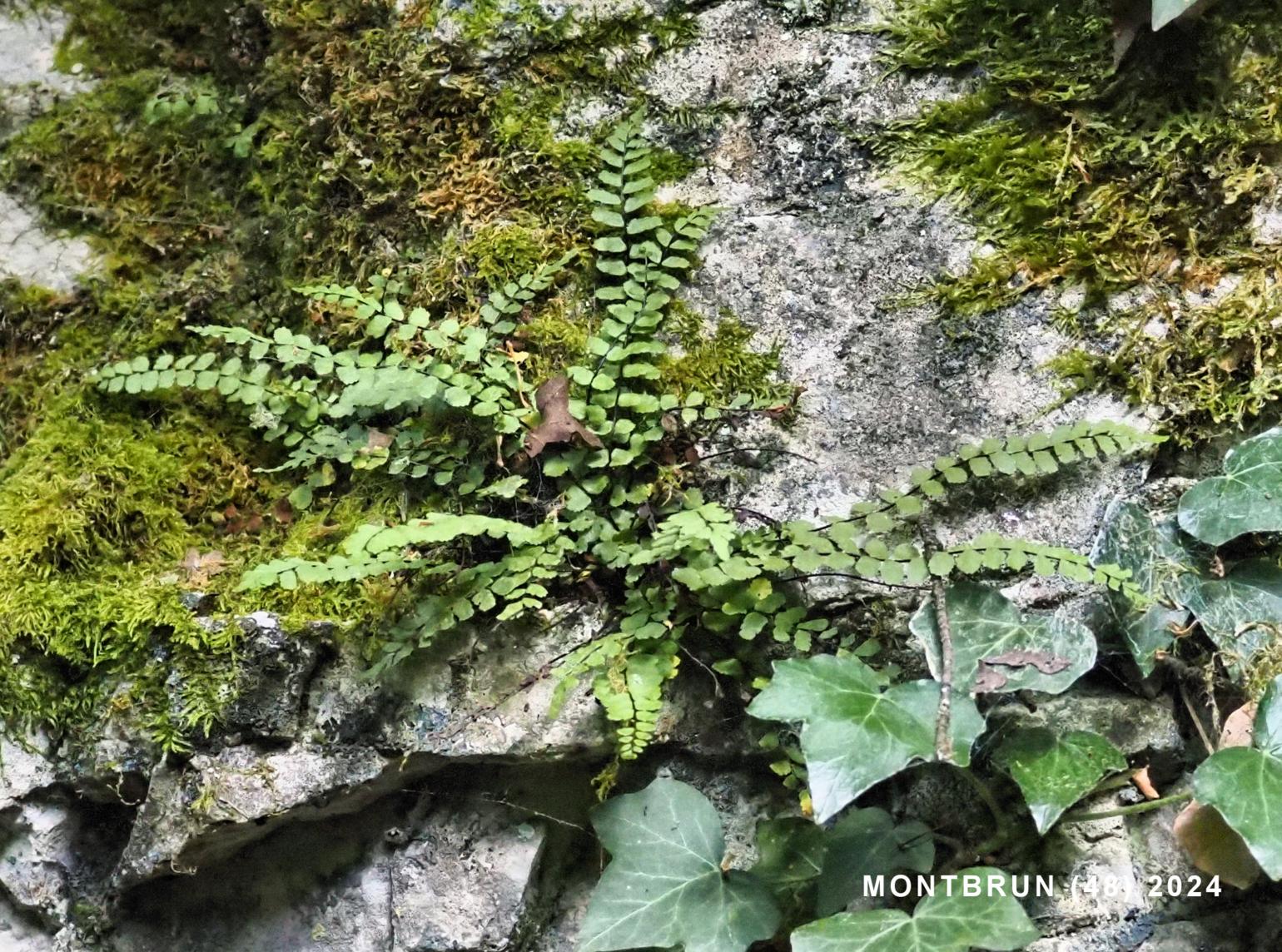 Spleenwort, Maidenhair